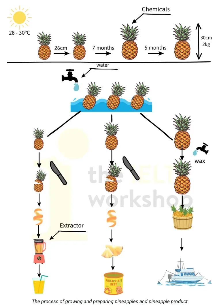 Đề thi IELTS Writing Task 1 ngày 17/12/2025 dạng Mixed Process quy trình trồng và chế biến dứa.